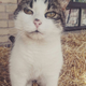 Look At This Cat! She’s Adorable!